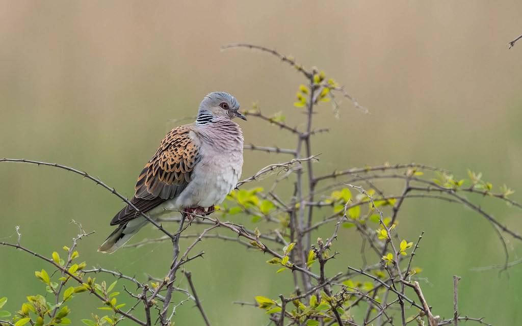 European Turtle Dove is now a highly prized species on any European tour due to their declining population.