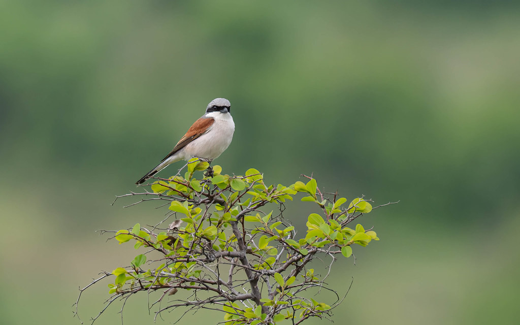 Red-backed Shrike is yet another beautiful breeding species found in Bulgaria