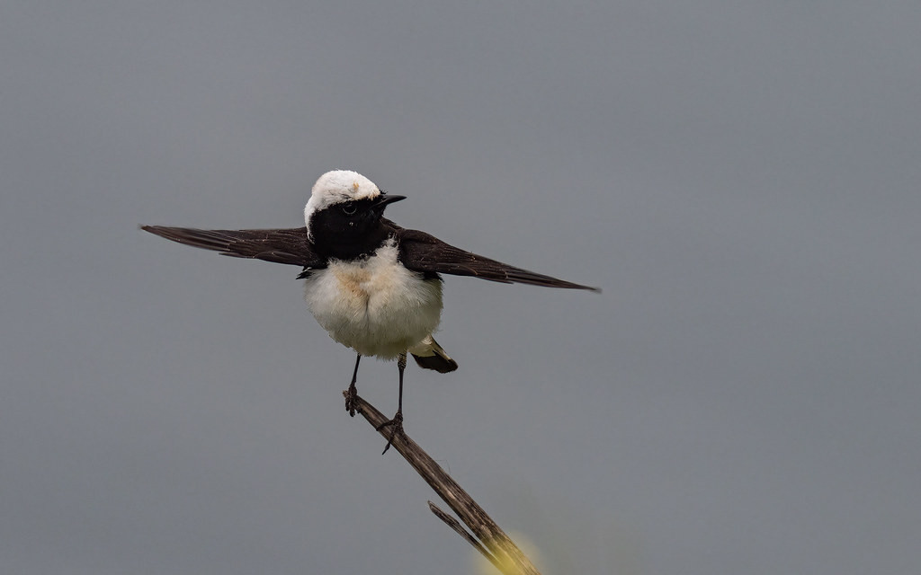 Pied Wheatear is a localised breeder in eastern Bulgaria and one of our key targets