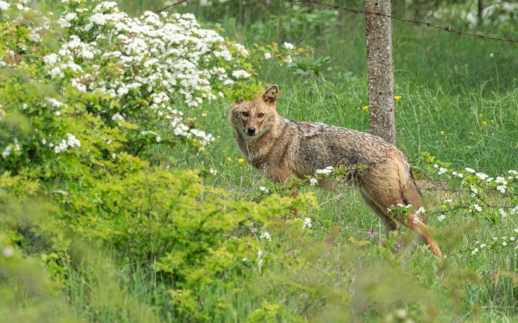 Golden jackal is one of the main mammal highlights of our tour 