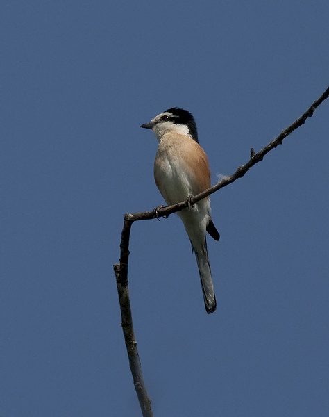 Masked Shrike is a highlight in the south east section of our Bulgaria tour. (PD)
