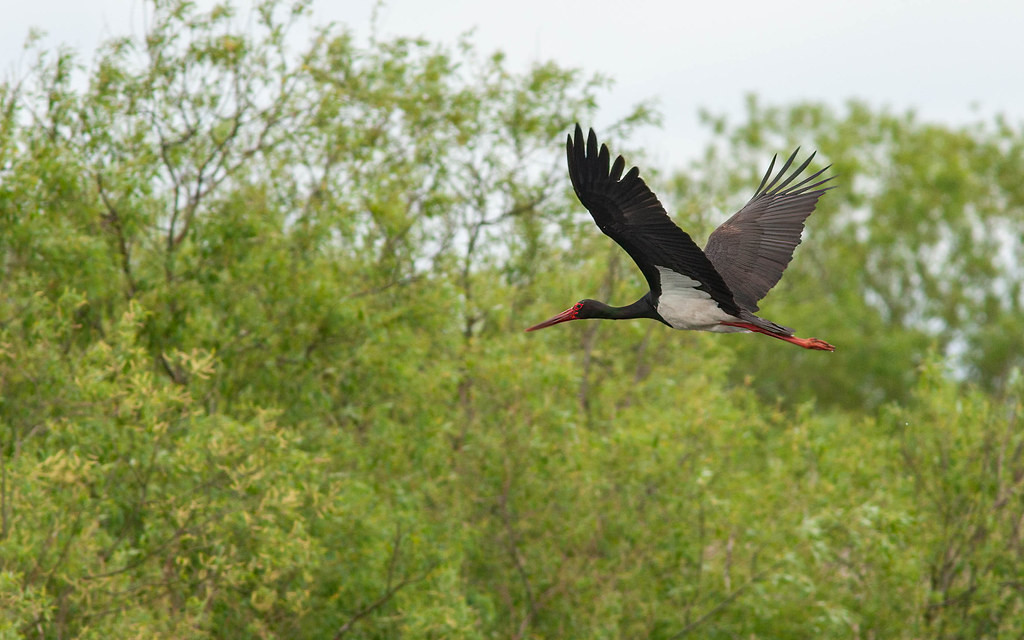 We will spend time in the breeding territory of the majestic Black Stork while in eastern Bulgaria