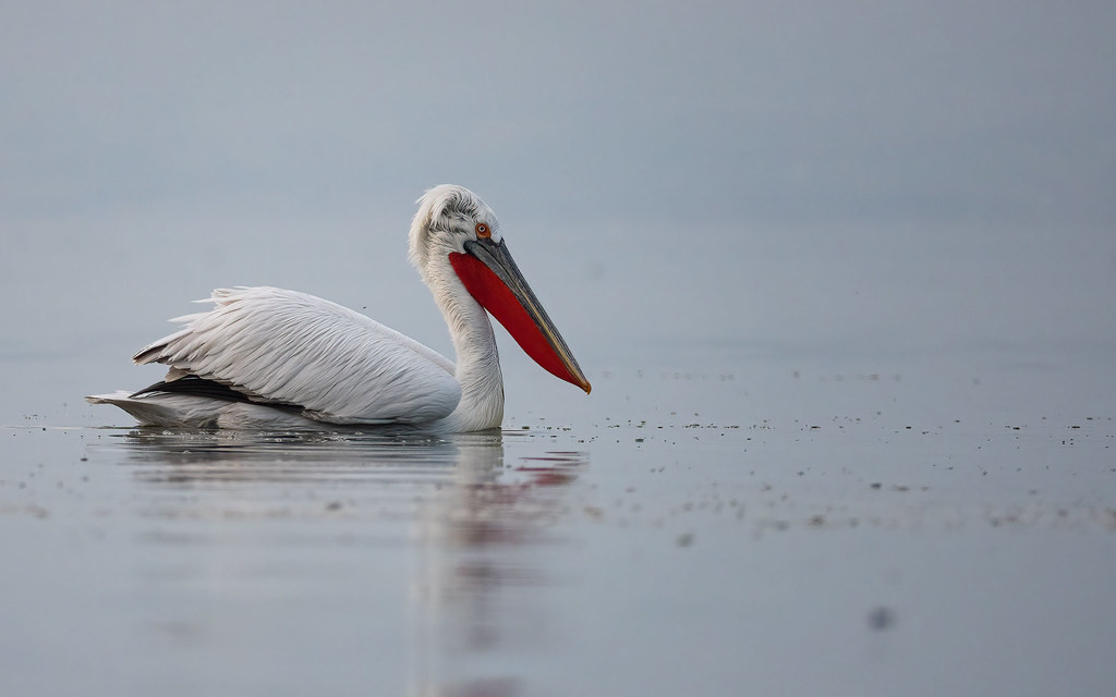 Bulgaria sits on the western edge of the striking Dalmatian Pelican’s range, making it a big target for our tour