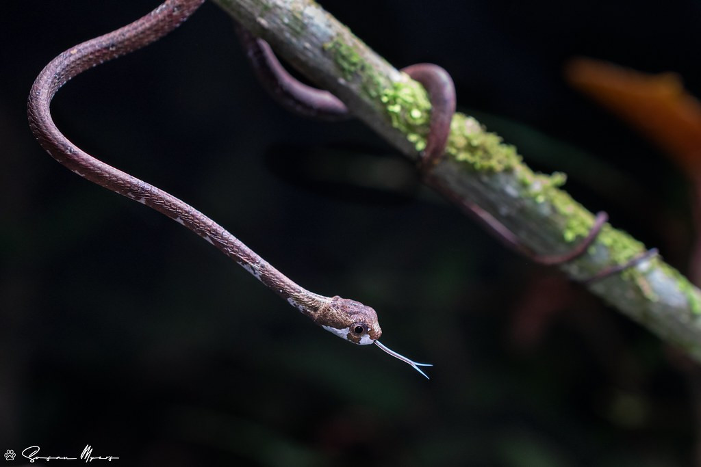 …and the charmingly named Blunthead Slug Snake.