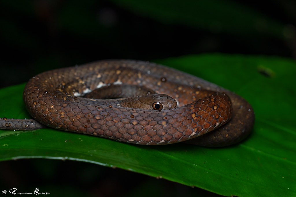 Reptiles and amphibians abound. Here a Chequer-bellied Keelback…