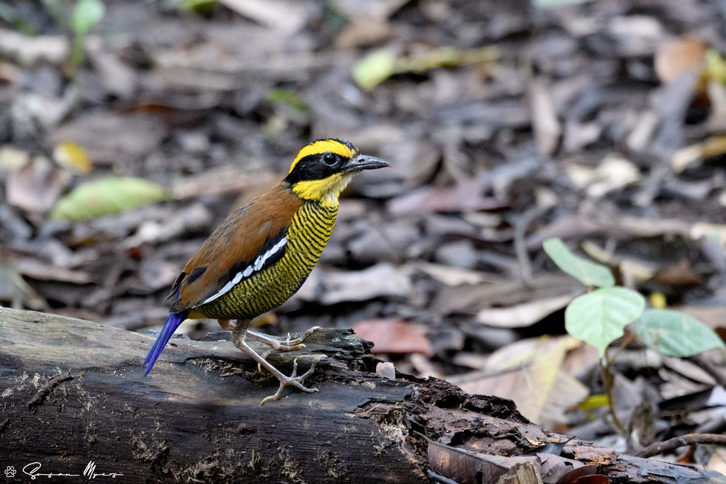 Borneo is a great place for pittas, too. The Bornean Banded-Pitta is endemic to the island…