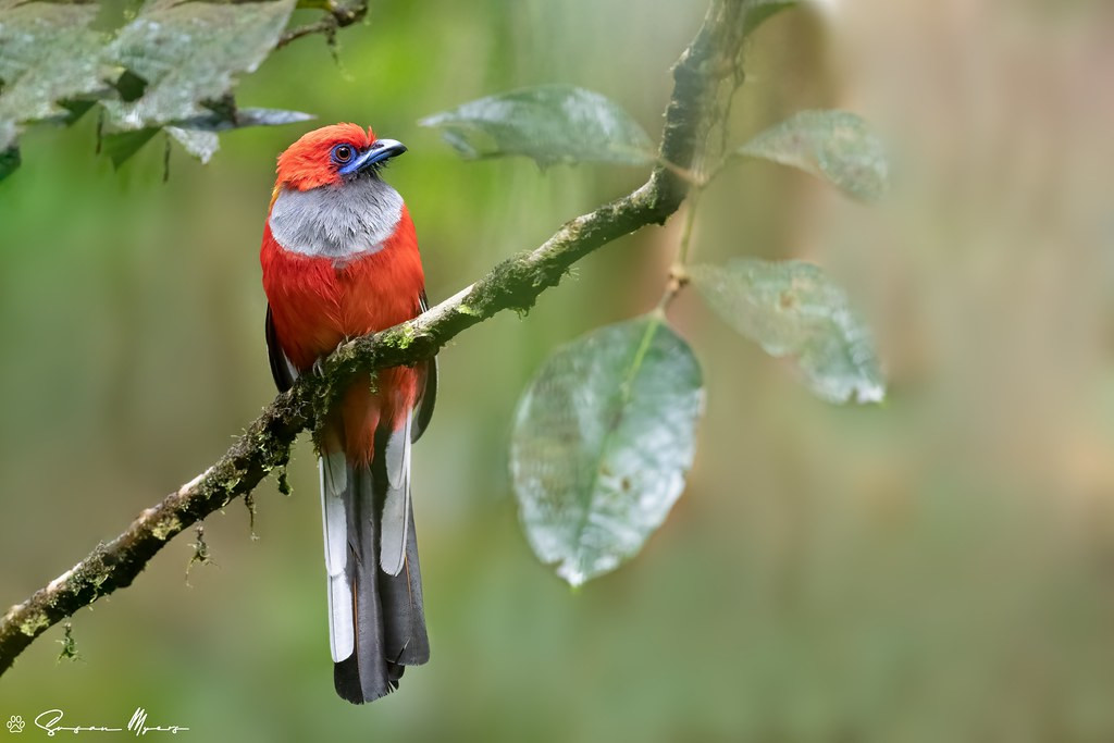 The Whitehead’s Trogon is one of the trifecta, which also includes the Whitehead’s Broadbill and Whitehead’s Spiderhunter. 