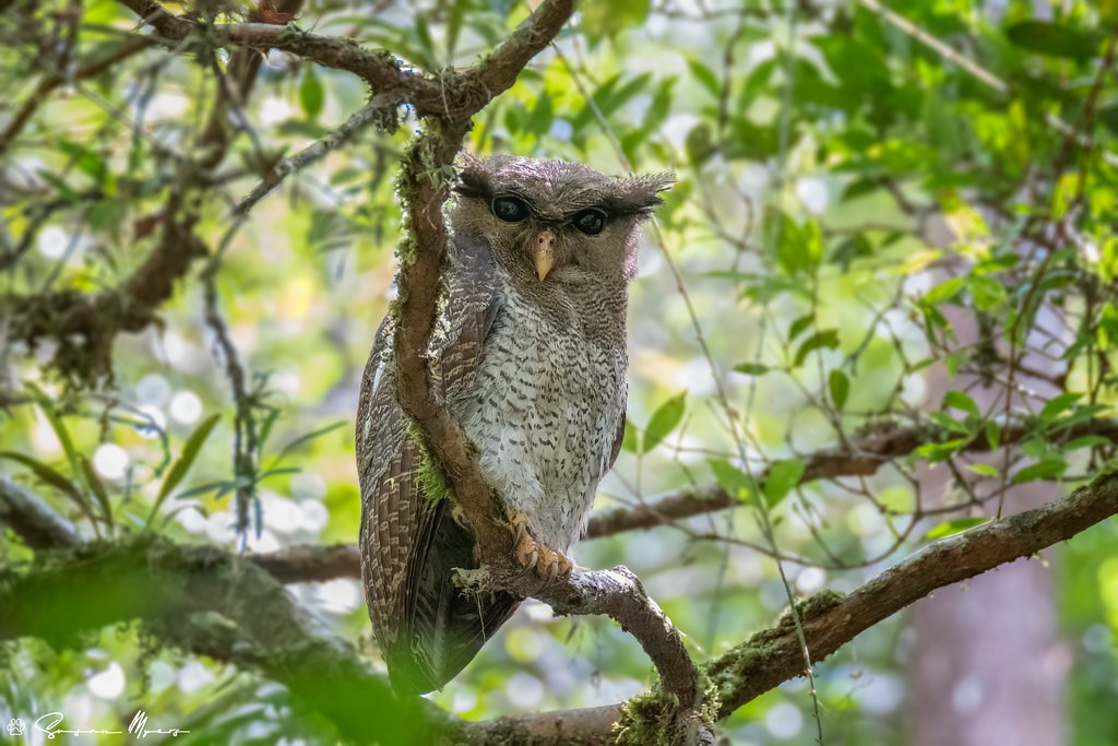Nightbirding is very productive. Here a Barred Eagle-Owl…