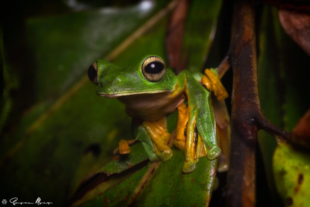 Wallace’s Flying Frog is just one of many gliding animals found in the Asian rainforests. 