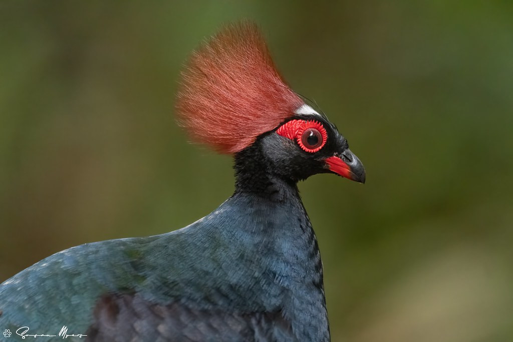 …or the remarkable Crested Partridge. 