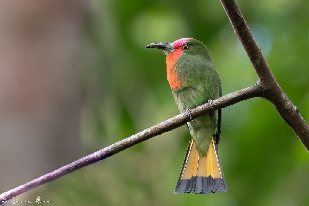 …the colourful Red-bearded Bee-eater…