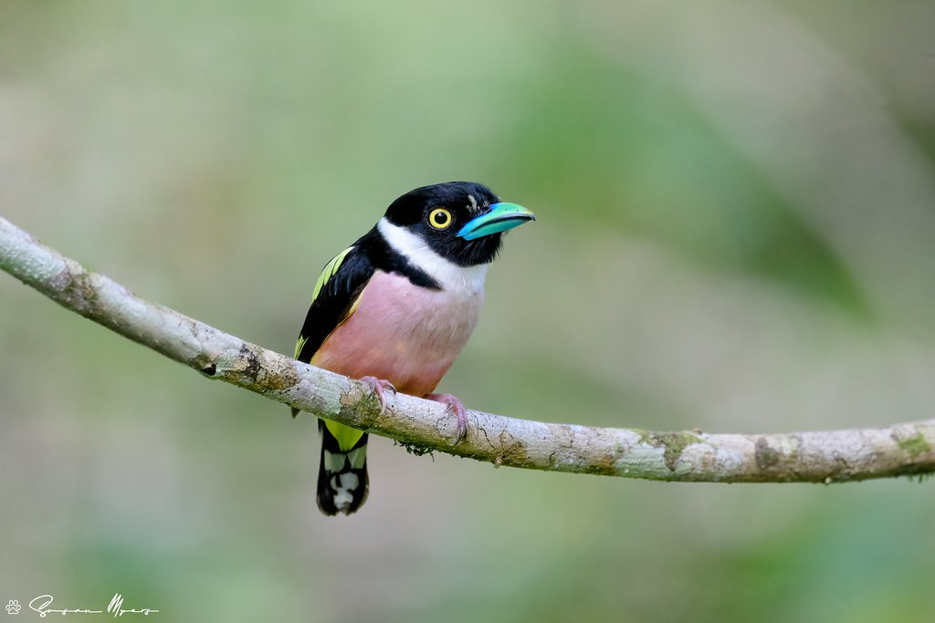 Many of the birds are startlingly colorful, like this Black-and-yellow Broadbill…