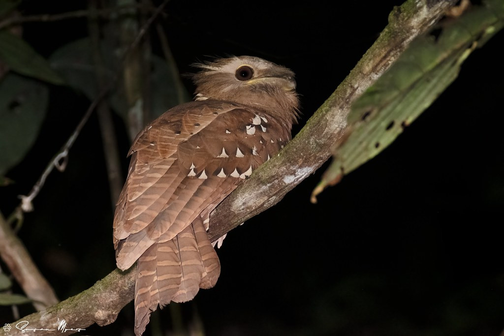 …and the remarkable Large Frogmouth. 
