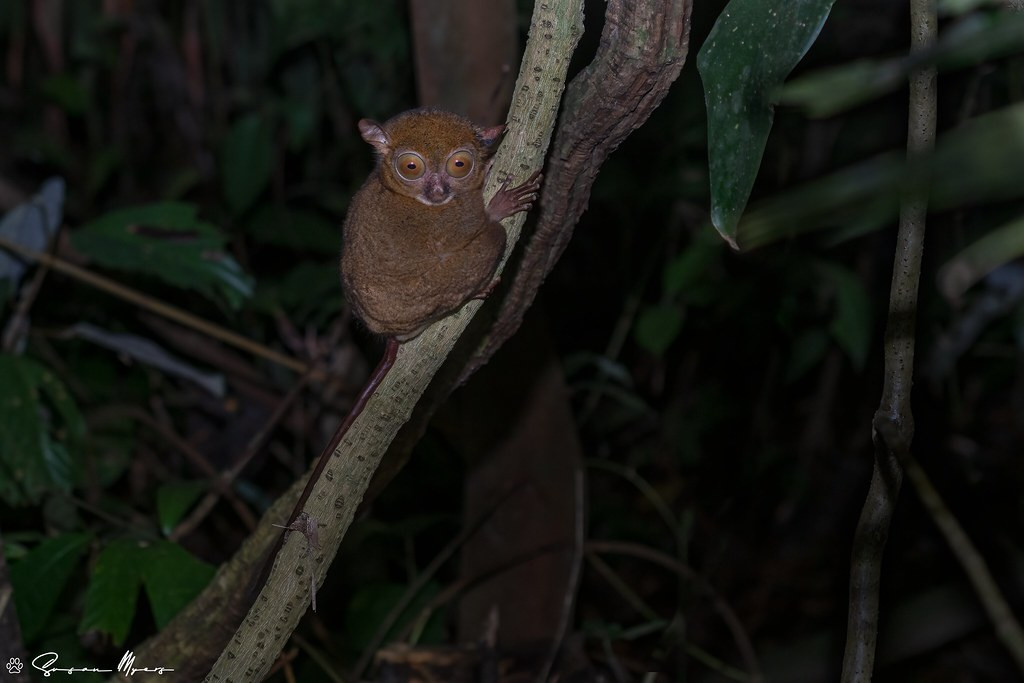 …while the Horsfield’s Tarsier is more elusive. 