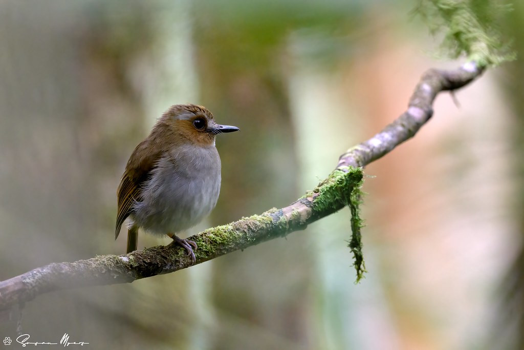…or the mountain-dwelling endemic Eyebrowed Jungle-Flycatcher, the island of Borneo is a very  exciting place. 