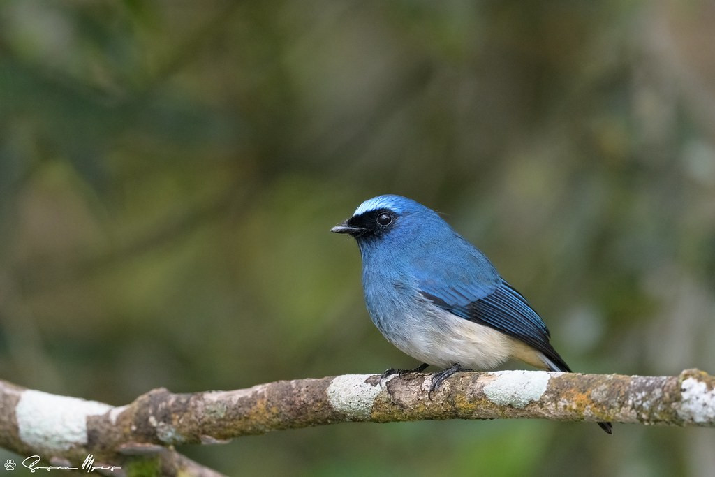 Other charming birds include the Indigo Flycatcher…