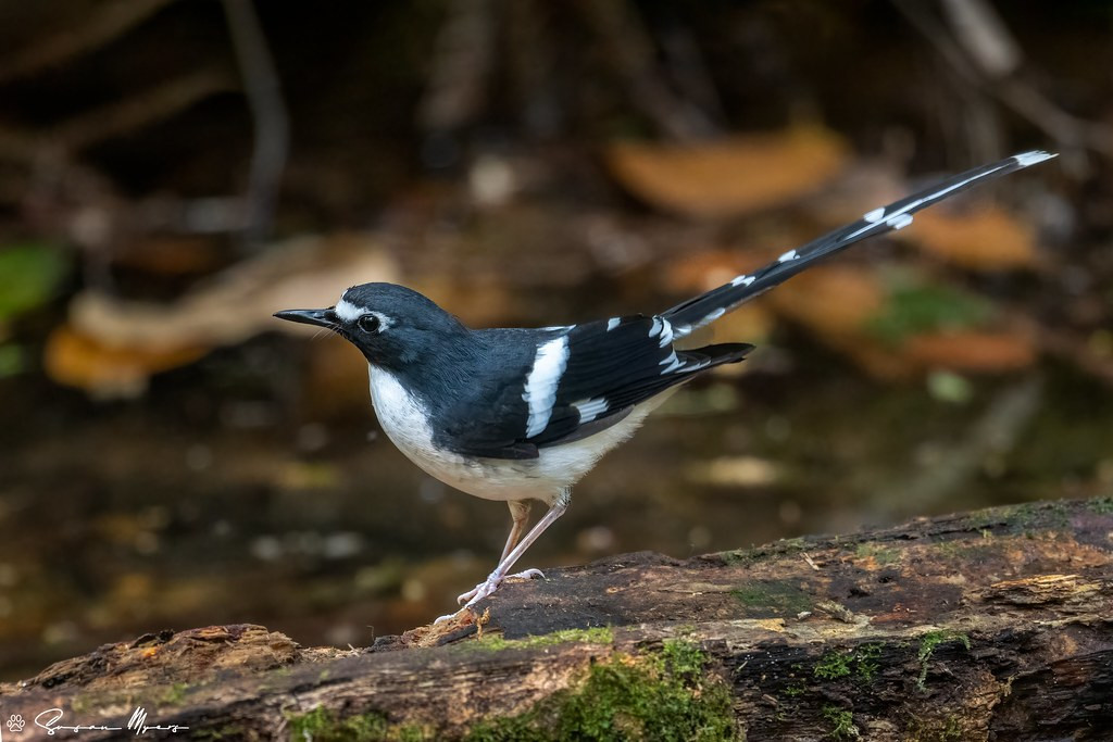 Some strategically placed hides will allow  us views of some shy beauties, such as this Slaty-backed Forktail…