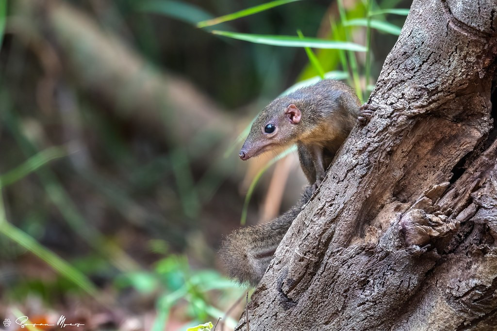 …and some other intriguing mammals, like this Northern Treeshrew.