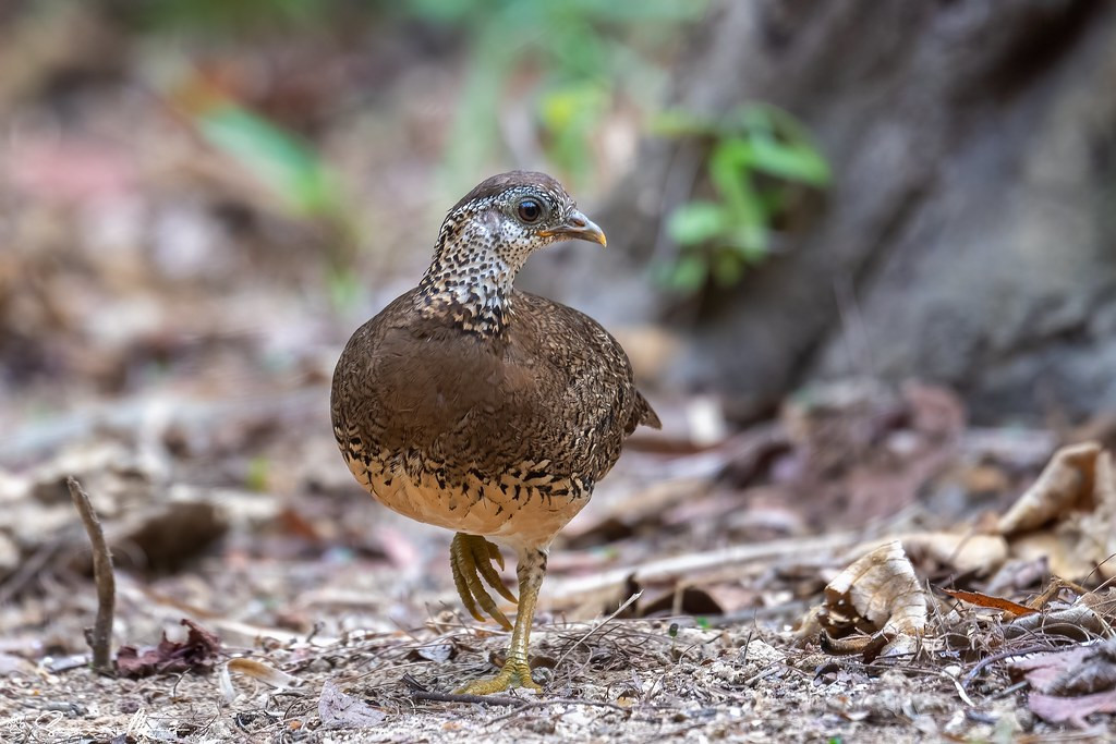 As, of course, will the birds. Let’s leave with this Green-legged Partridge…