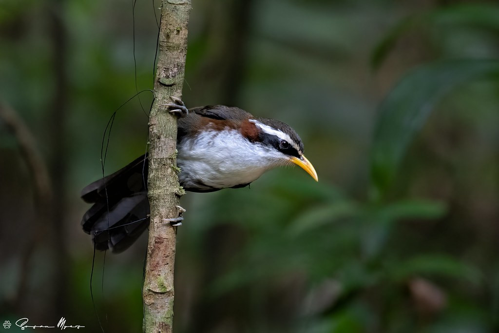 …and the lovely White-browed Scimitar-Babbler. See you in Vietnam!