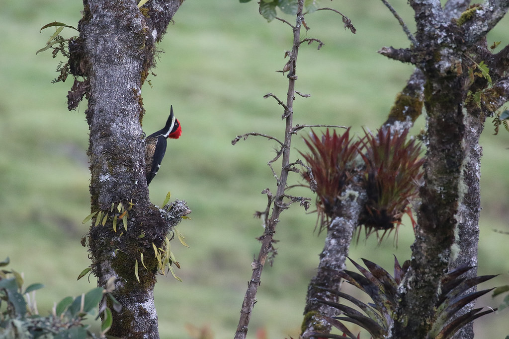 You will see, birding in Colombia is overwhelming…