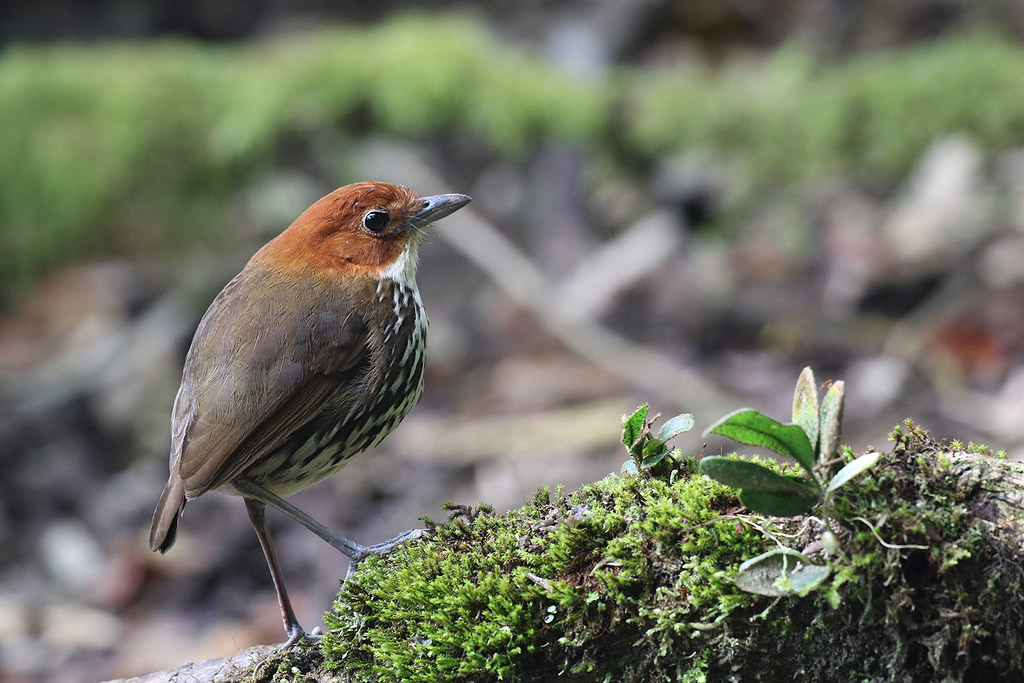Even the elusive antpittas, here a Chestnut-crowned Antpitta,  are attracted to feeding stations…