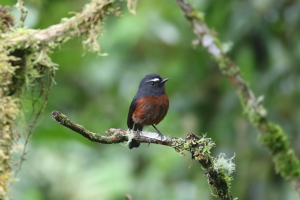 … or this cute Chestnut-bellied Chat-Tyrant!