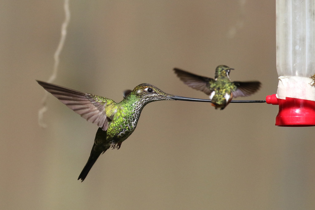 … and amazing hummingbirds…