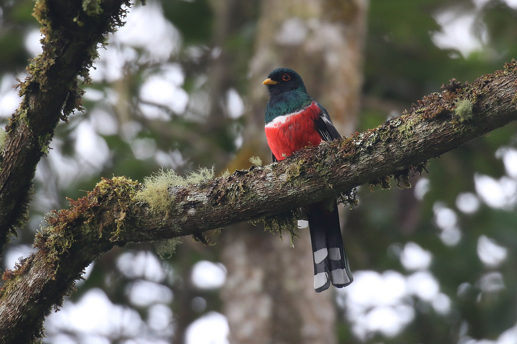 … looking for beauties such as this Collared Trogon…