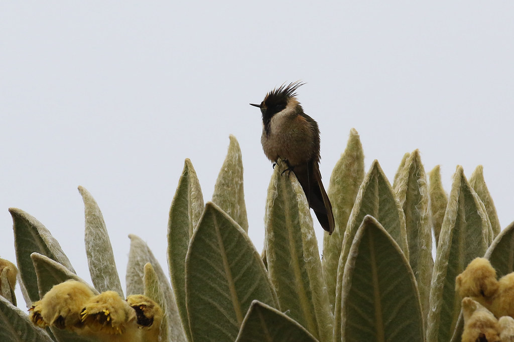 … where we have a chance to find the endemic Buffy Helmetcrest!