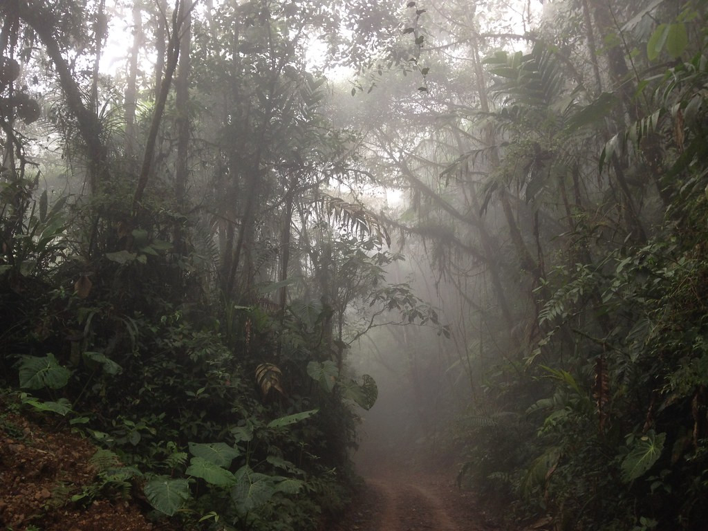 We will enjoy the atmosphere and high diversity of some cloud forest…