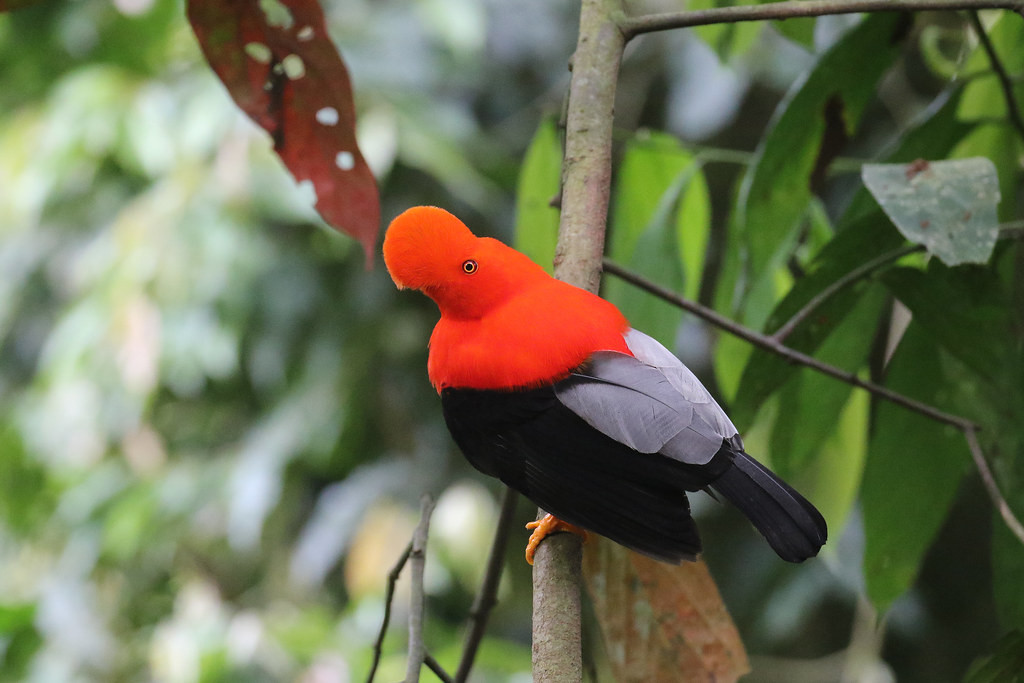 … and an Andean Cock-of-the-rock lek offering stunning photographic opportunities!