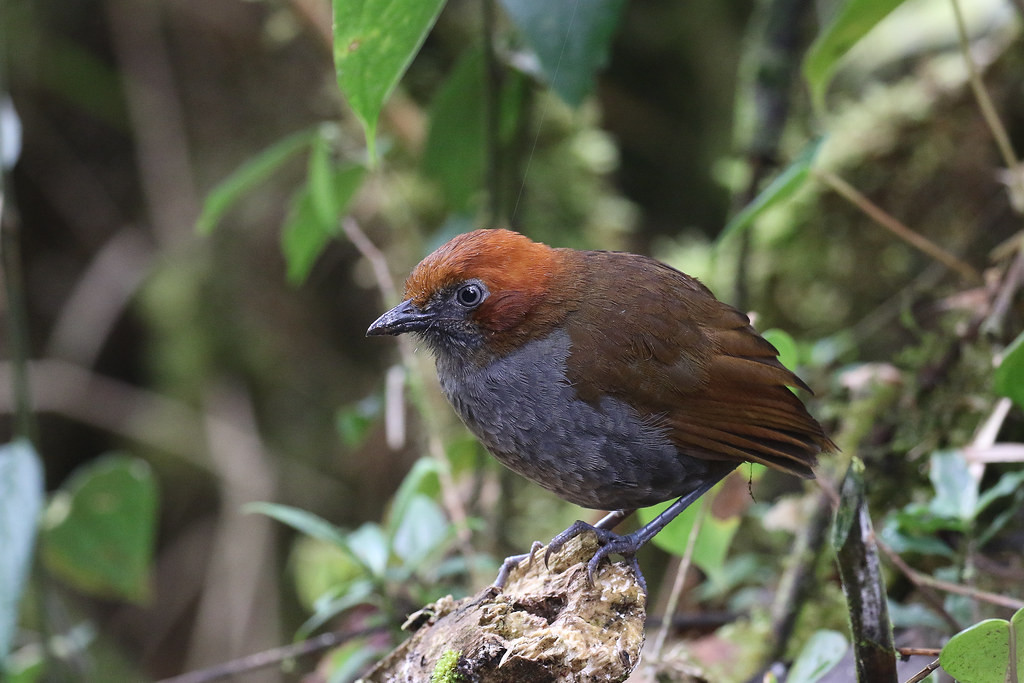 … as well as an antpitta feeding station attracting Chestnut-naped Antpitta…