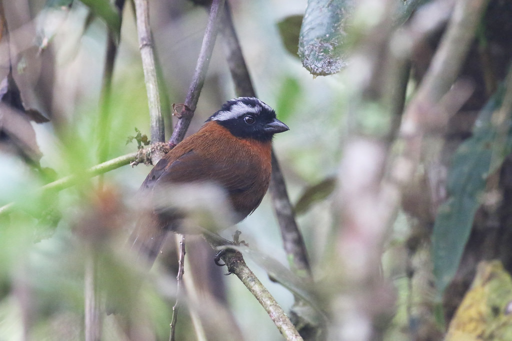  … or this elegant Tanager Finch!