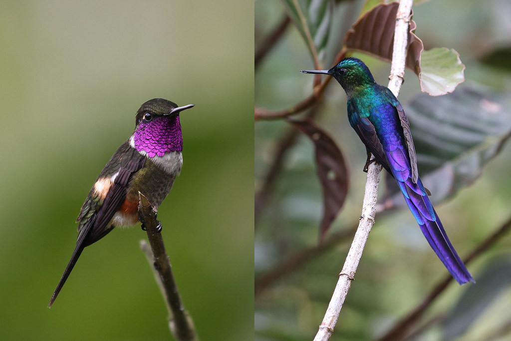 We will visit several feeding stations attracting plenty of colorful hummingbirds, here a Purple-throated Woodstar (left) and Violet-tailed Sylph (right)…