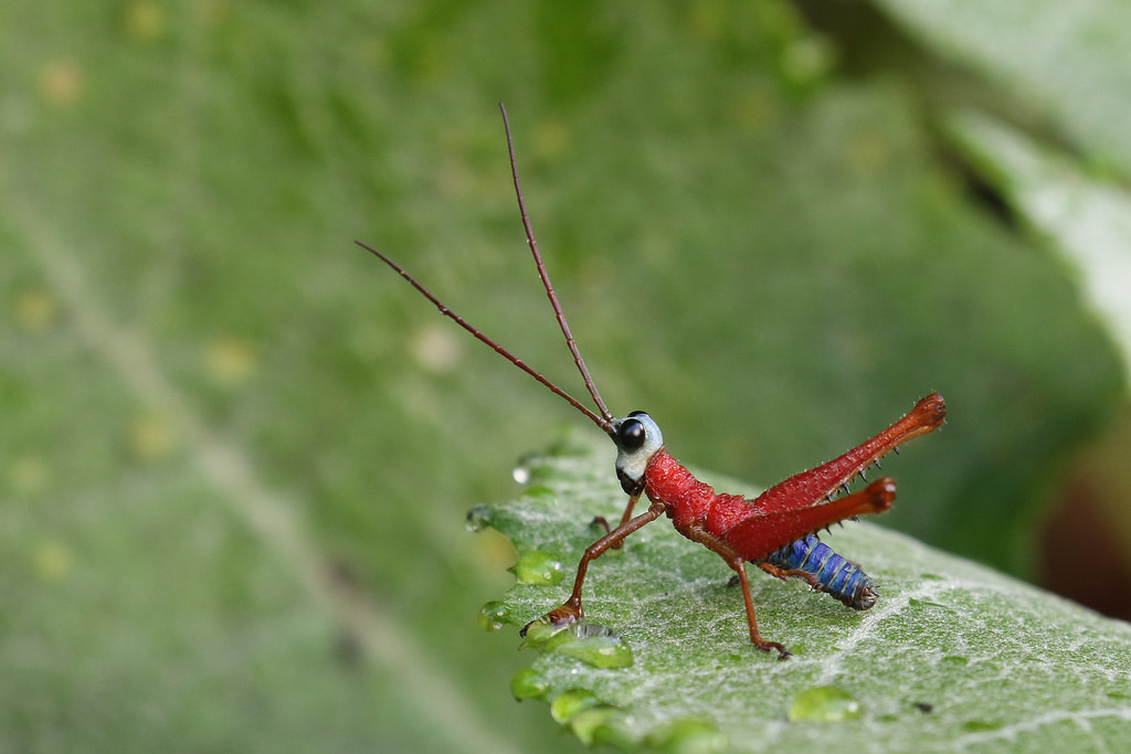… the stunning grasshopper Opaon varicolor …