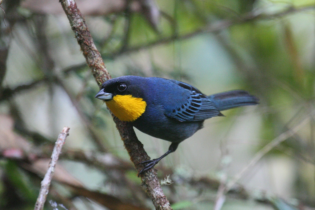 … the fancy Purplish-mantled Tanager, found in most of the flocks at Las Tangaras …