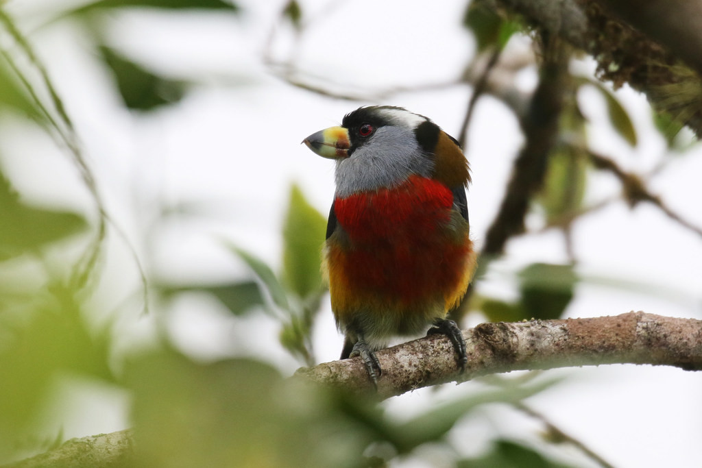 The bird diversity is impressive and 60+ species are endemic to the Choco ecoregion like this Toucan Barbet…
