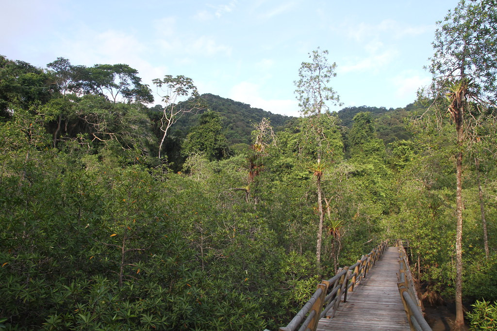 … where mangroves border pristine humid forest…