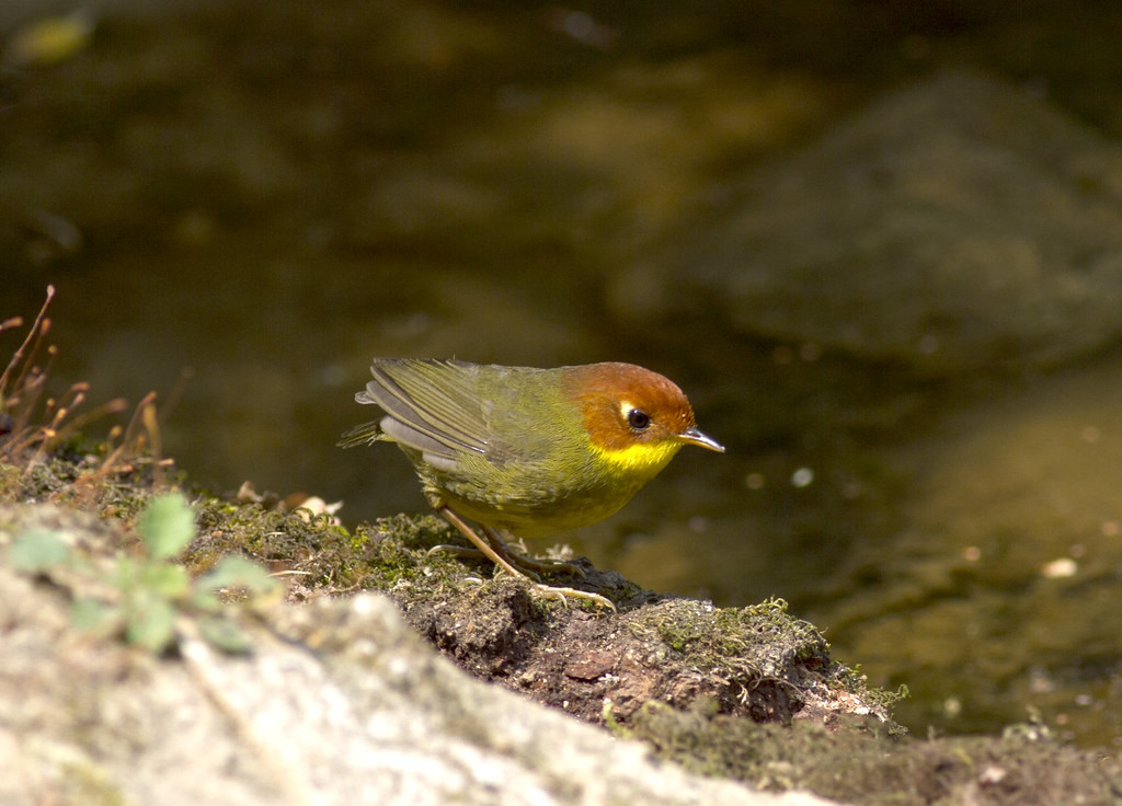 The tiny Chestnut-headed Tesia is one of the more regular visitors to the Baihualing bird blinds.