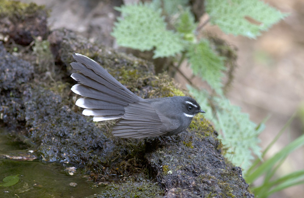 The widespread White-throated Fantail can also be found at several sites we’ll visit.