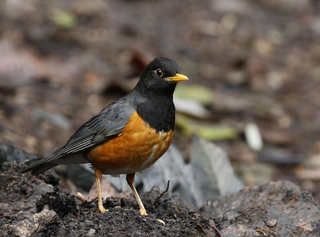 We expect the localised Black-breasted to be the commonest thrush on the tour.