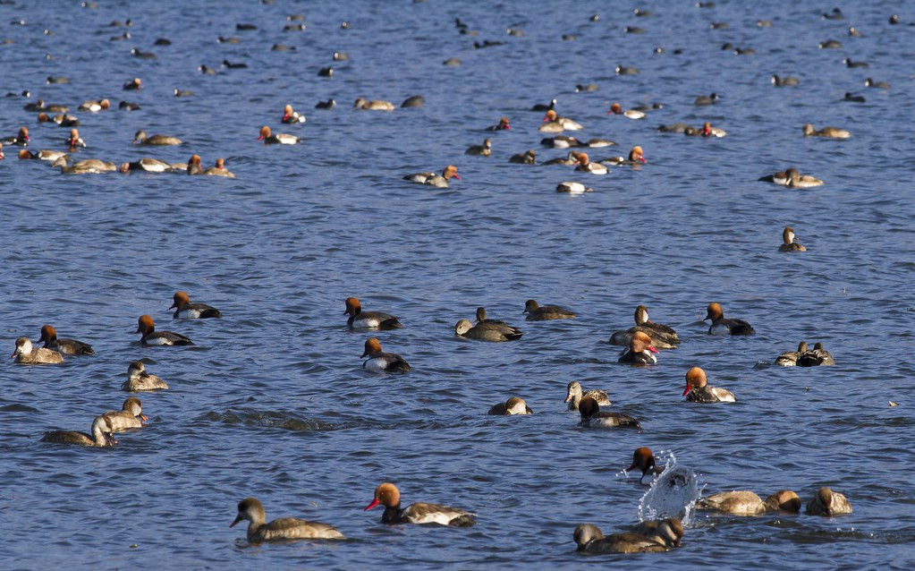 …some of it searching through waterfowl (here predominantly Red-crested Pochard and Eurasian Coot with a few Gadwall).