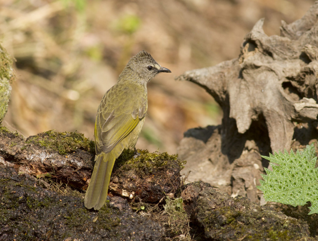Flavescent Bulbul is one of the province’s more demure species…