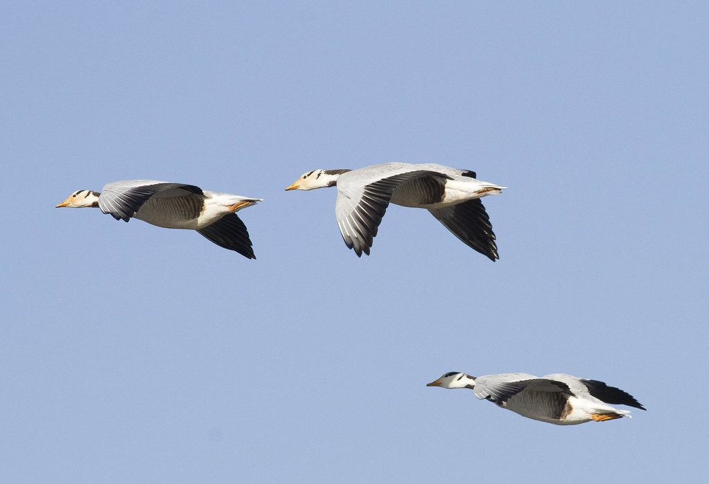Decent numbers of Bar-headed Geese, a Qinghai-Tibetan Plateau breeder, winter here…