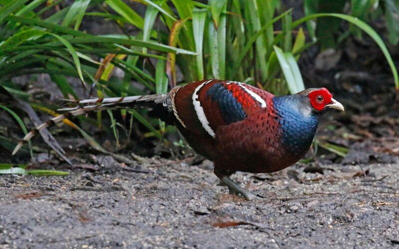 With luck we’ll also encounter Mrs Hume’s Pheasant.