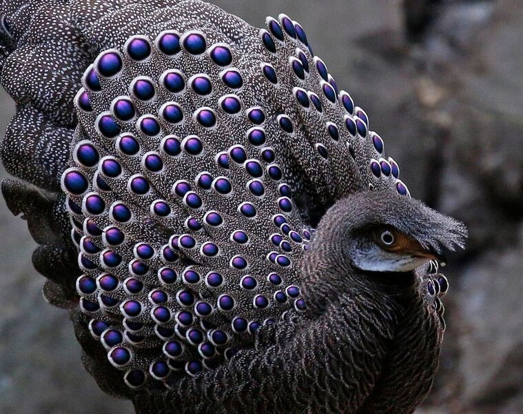 The same certainly can’t be said of Grey Peacock-pheasant. This one photographed from one of several bird blinds we’ll visit…