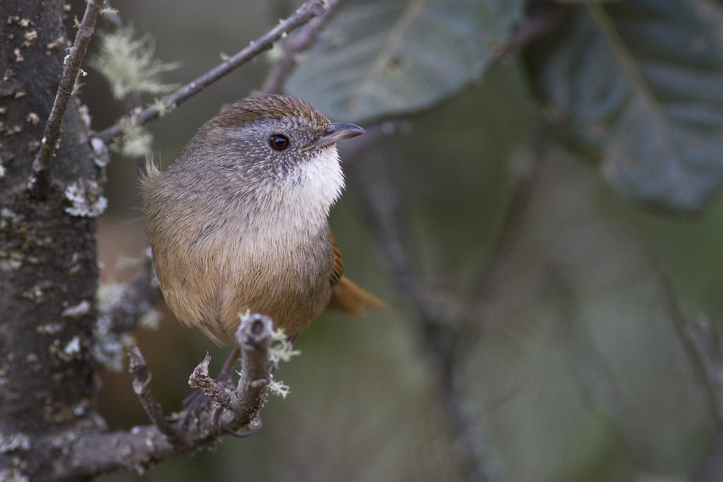 …or Rufous-tailed Babbler.