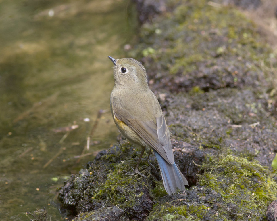 Himalayan Bluetails are common…