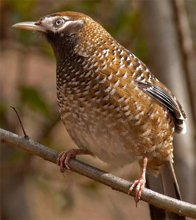 …but White-speckled, or Biet’s, Laughingthrush is now vanishingly rare.